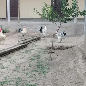 Balgar horazlar