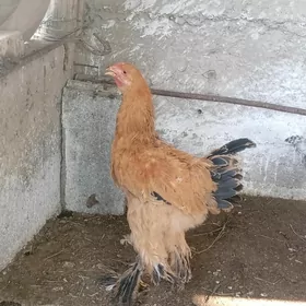 GOLD BRAMA