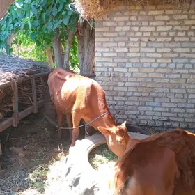 saglyk sygyr ve gunajyn