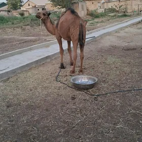 Ogşyk