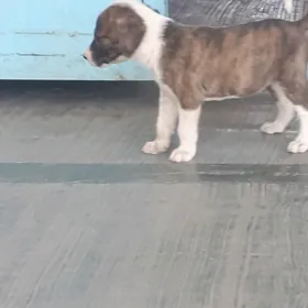 pitbull