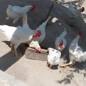 horaz