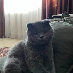 Кот для свиданий