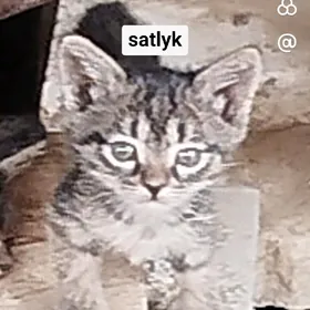 Ady minoş