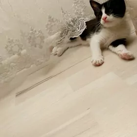 pişik