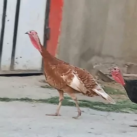 induk