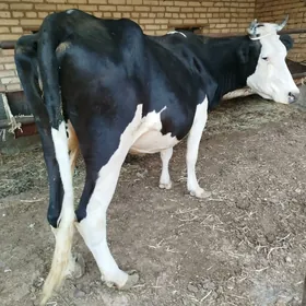 сыгыр