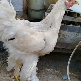 brama