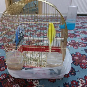Popugaylar guş