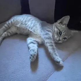 котенок
