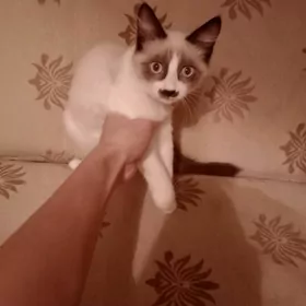 породистые катята