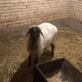 кочкар