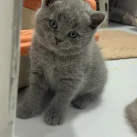 Шотландские котята