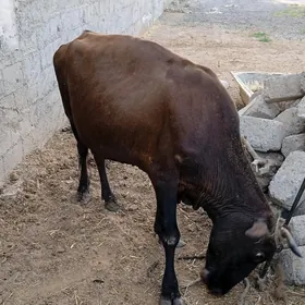 gysyr sygyr