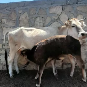 GÖLELİ SYGYR