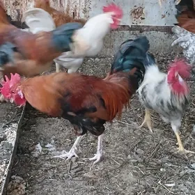 HORAZLAR