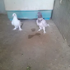 kepderi