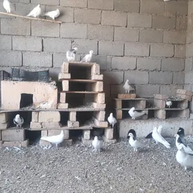 kepderàkepderi