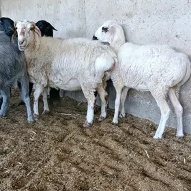 Goŷun geciler