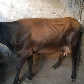 sygyr