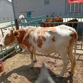 сыгыр