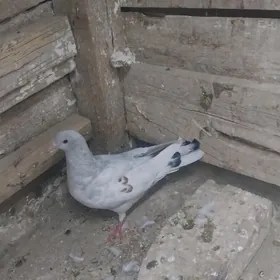 kepderi