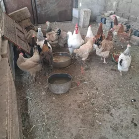 turkmen towuk