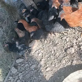 kürkden cykan juyje