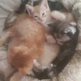котята