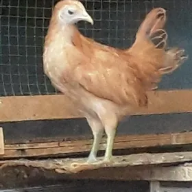 jüje