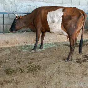 sygyr