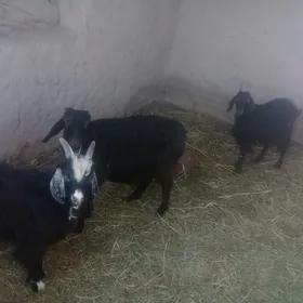 Geci