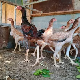 baysow towuk