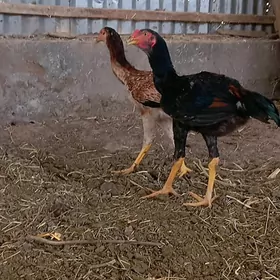 baýsow jüje towuk horaz