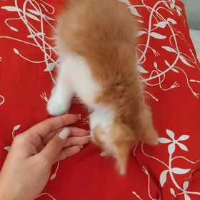 котёнок