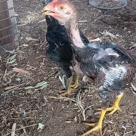 baýsow jüje towuk horaz