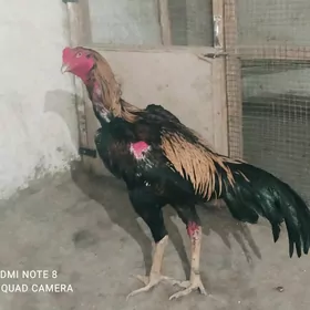 horaz