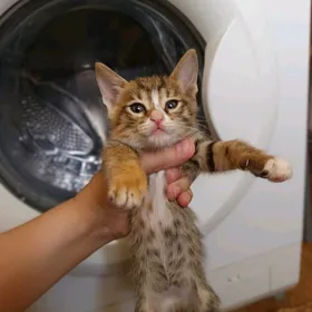котята девочки в добрые руки