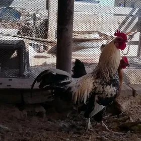 Horaz