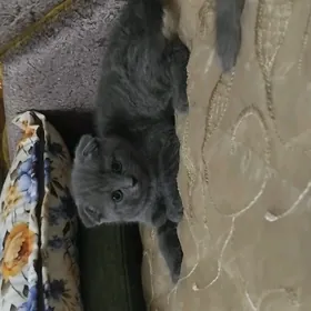 шотландский котик