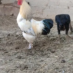 BRAMA HORAZ