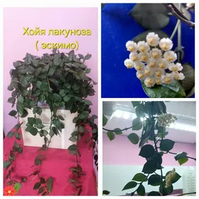 Домашние цветы