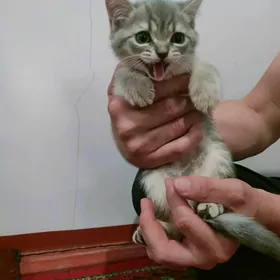 pişijek yagdayi gowy