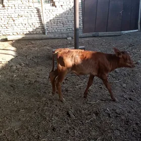GÖLELER 3 S