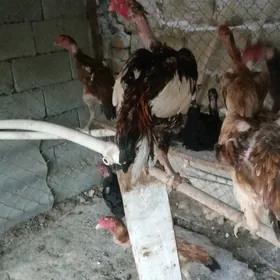 Taşkent horoz