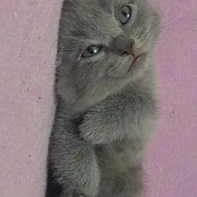 британский котенок