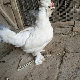 Ýaponçik karlik