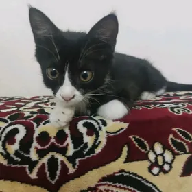 котенок девочка