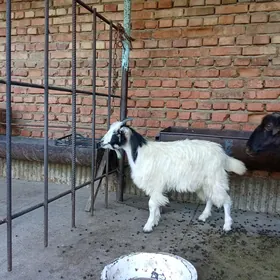 cewiş