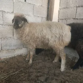 goyun işşek